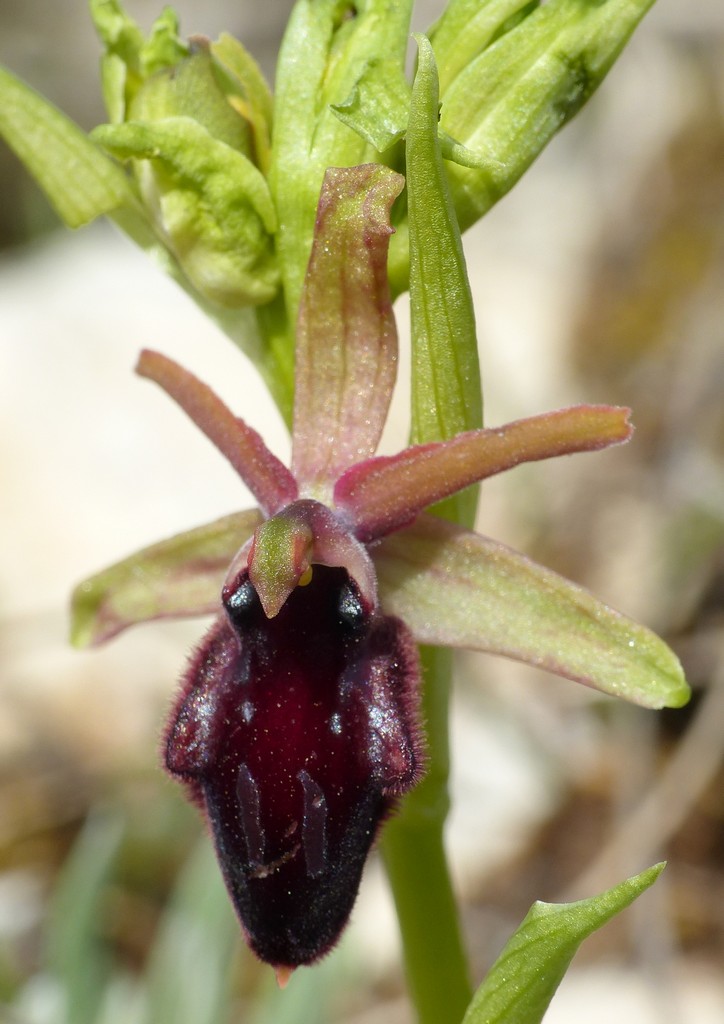 Ophrys promontorii : Abruzzo e Lazio 2019